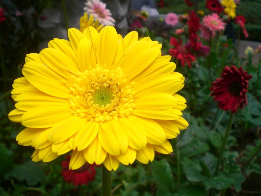 gerbera jaune