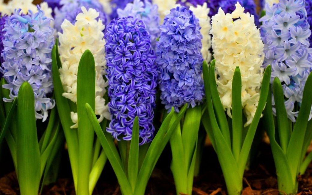 Jacinthes blanches et bleues