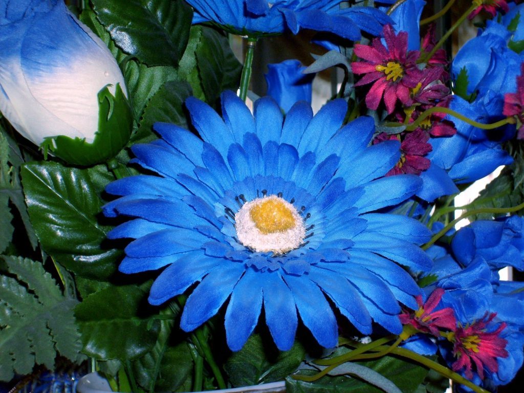 gerbera bleu