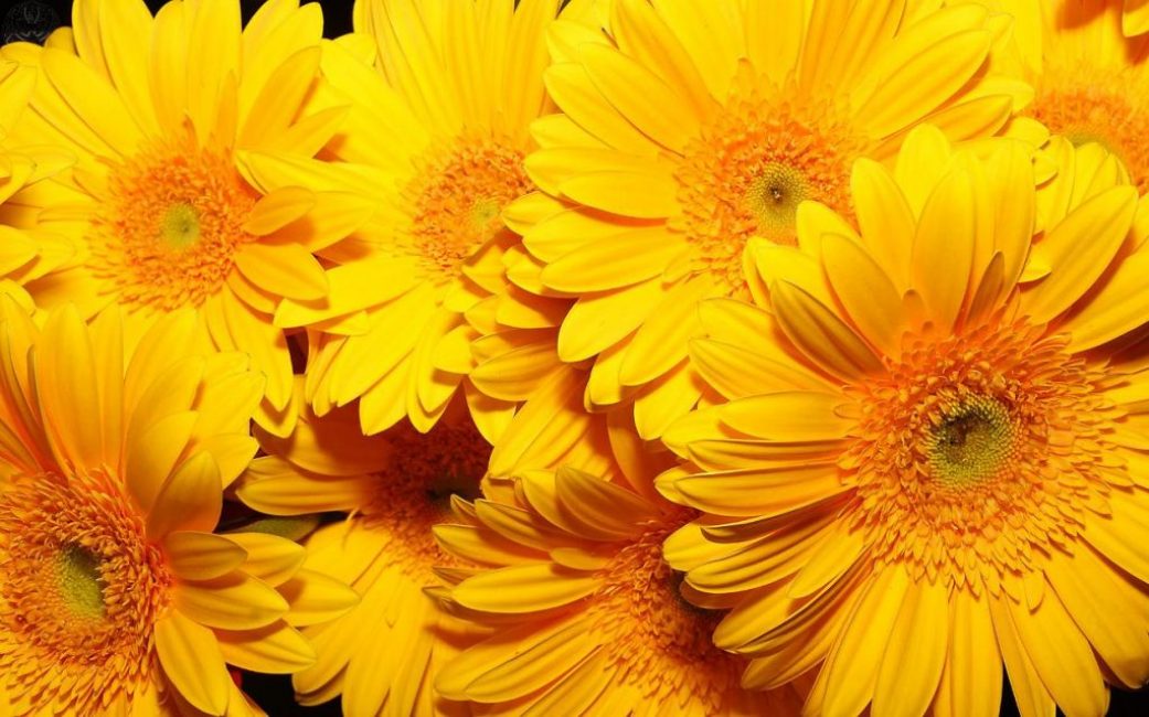 gerbera jaune