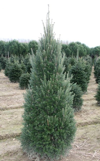 Sapin blanc Pyramidalis