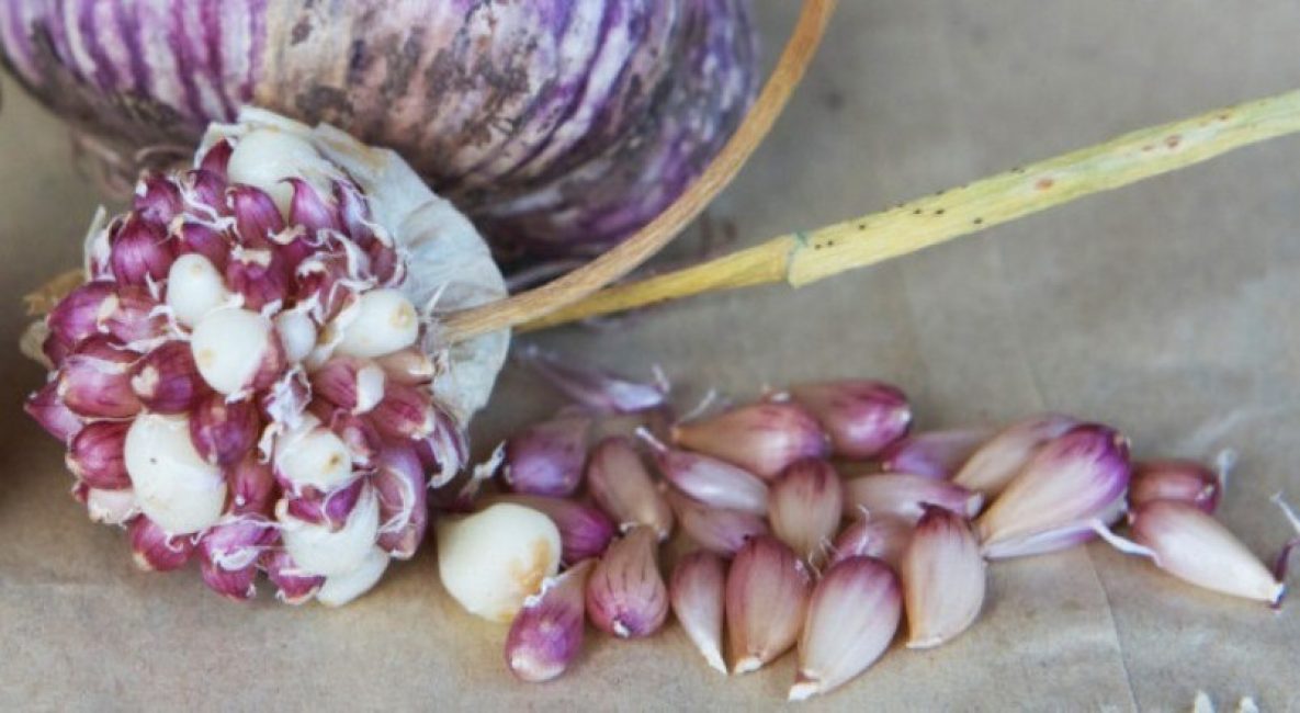 Bulbes aériens d'ail