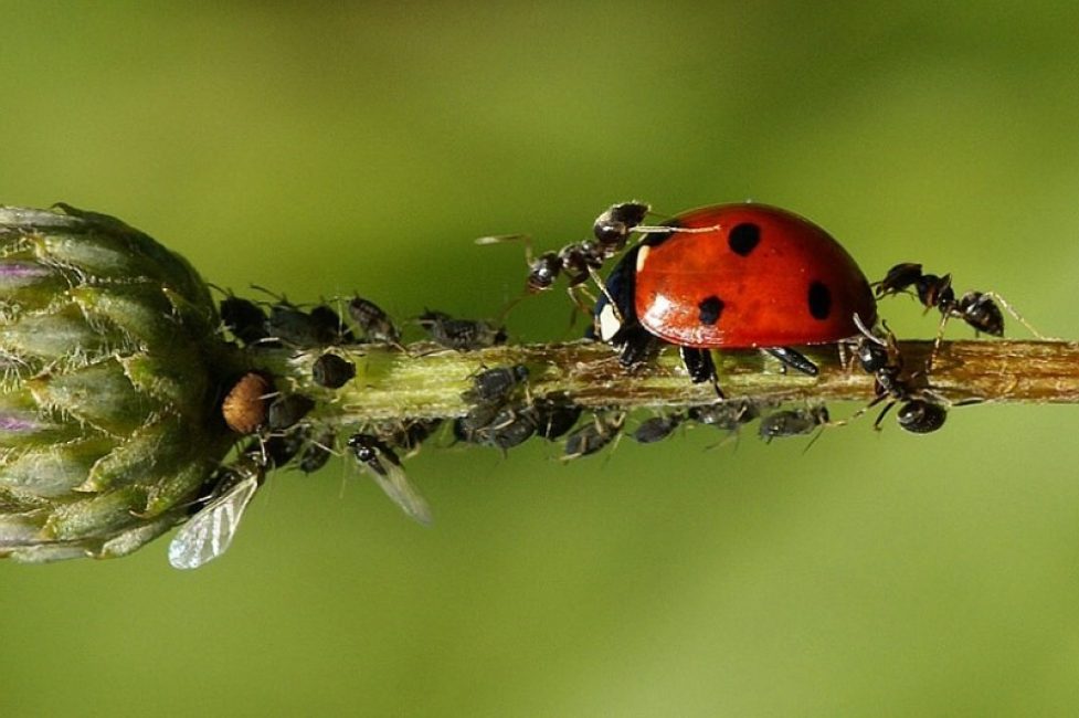 Les fourmis attaquent la coccinelle
