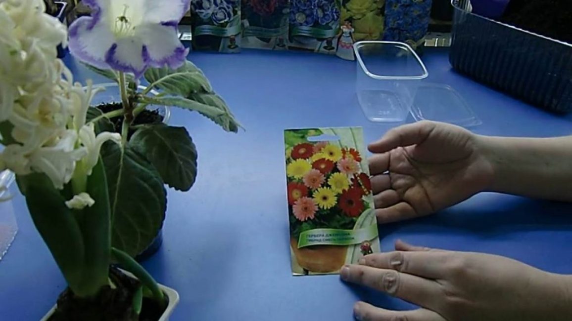 Graines exotiques africaines