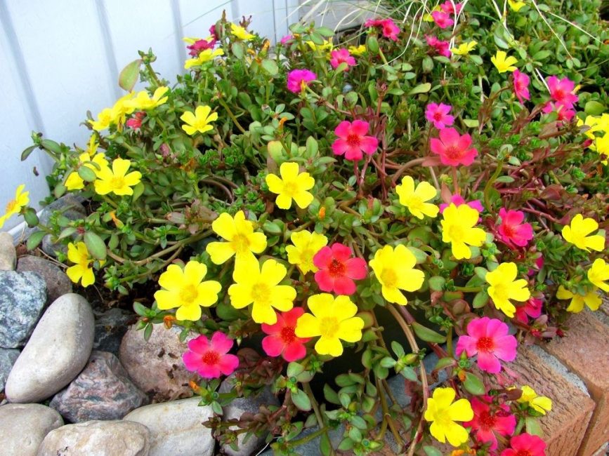 Succulente tolérante à la sécheresse et à la chaleur