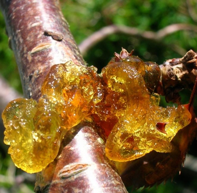 Traitement des gencives