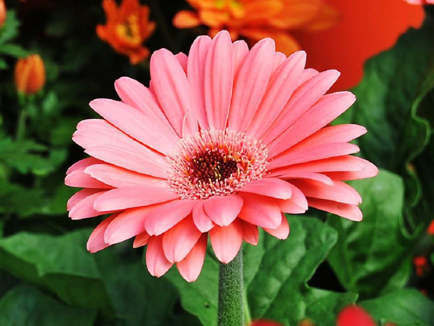 gerbera rose