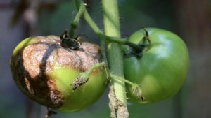 Mildiou des tomates: description des signes, traitement du champignon avec des fongicides, des antibiotiques et des remèdes populaires (15 Photos & Vidéos) + Avis