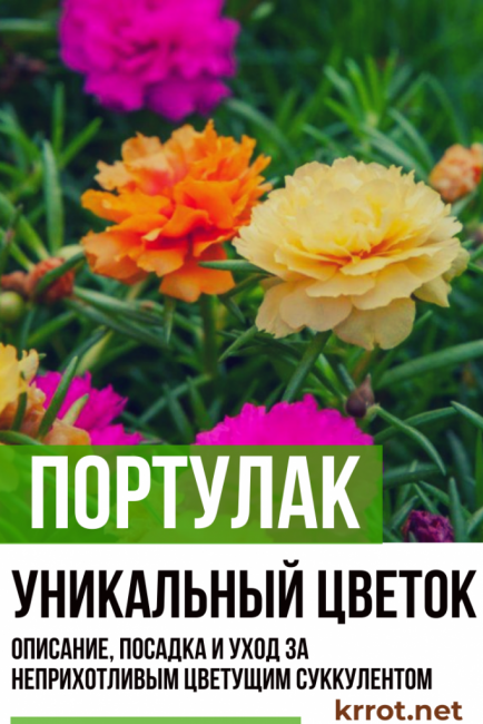 plantation et entretien du pourpier