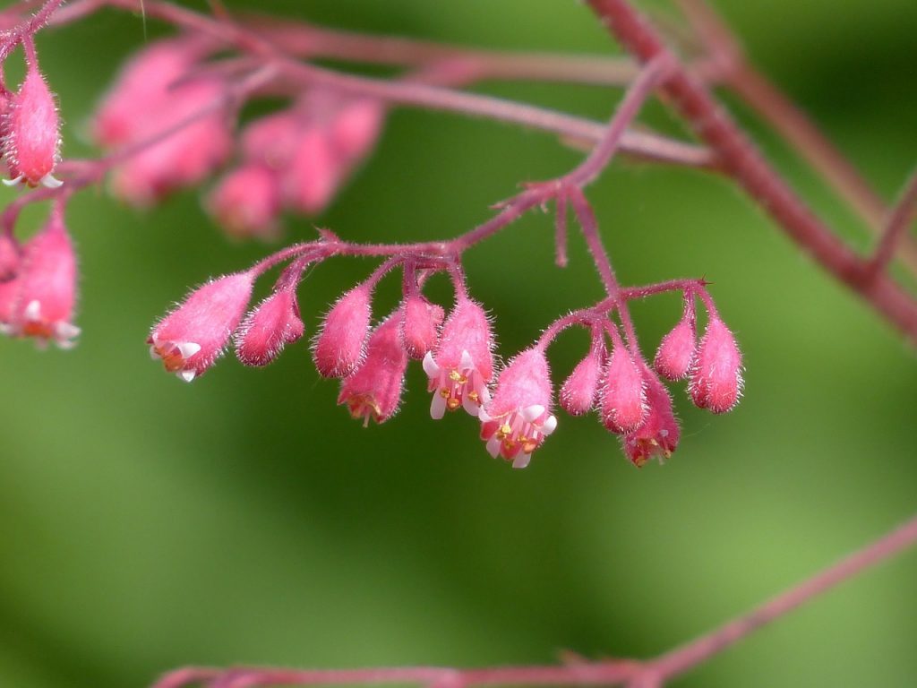 Inflorescence sanglante de geyhera