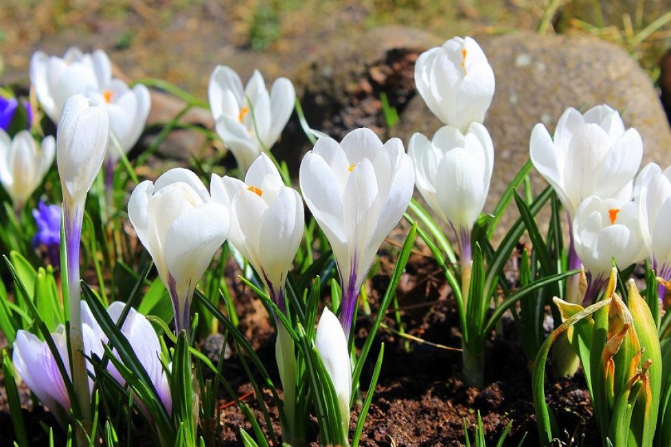 crocus
