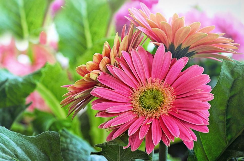 gerbera à pédoncule
