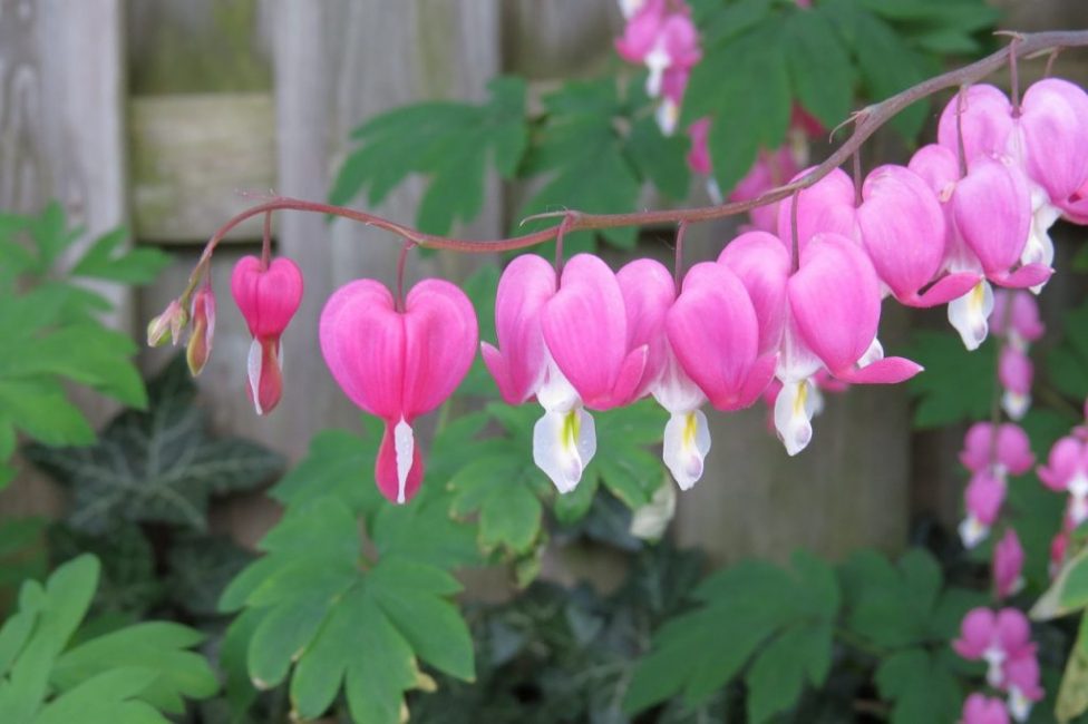 Dicentra