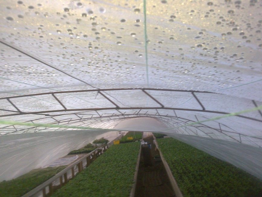 Riz. 5 - Formation de condensat dans la serre à forte humidité.