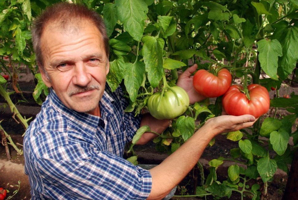 La fierté d'un vrai résident d'été, une bonne récolte de tomates