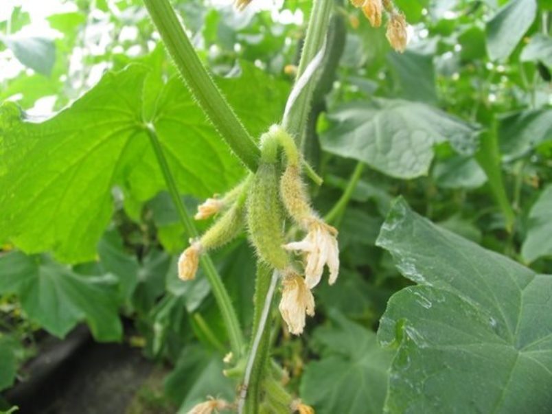 Riz. 2 - Ovaire flétrissant de concombre.