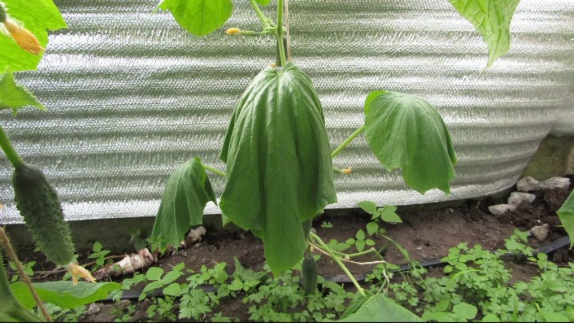 Riz. 6 - Lorsque la plante manque d'humidité.