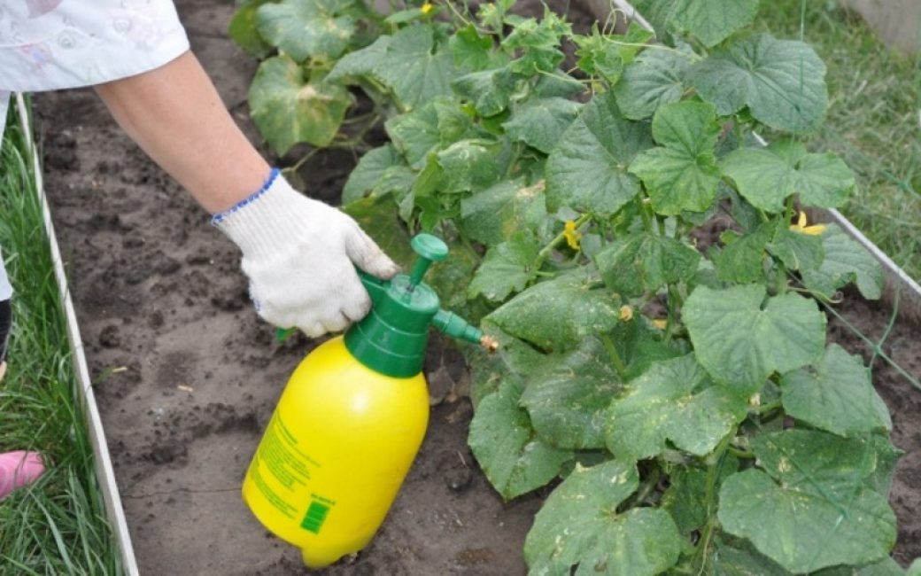 Riz. 7 - Alimentation foliaire des jeunes concombres.