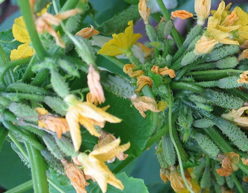 Riz. 11 - Un nombre excessivement élevé d'ovaires sur le buisson.