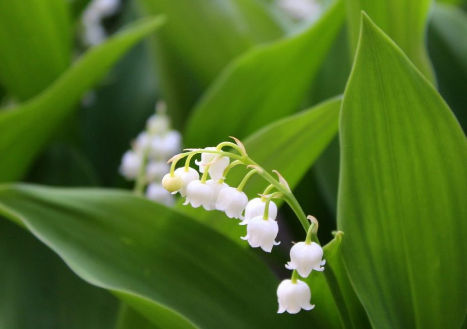 Muguet