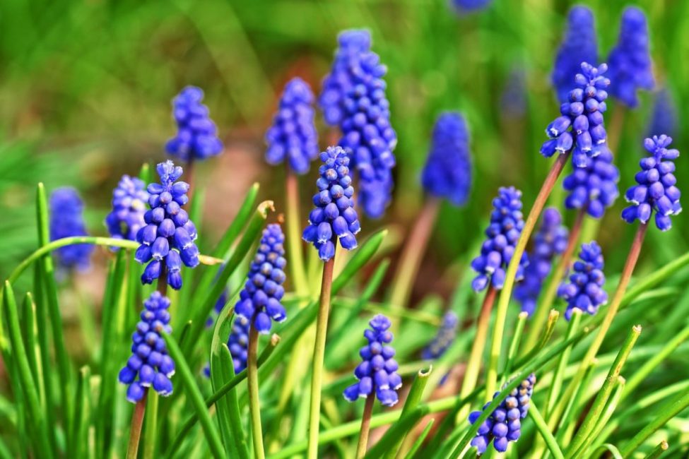 muscari