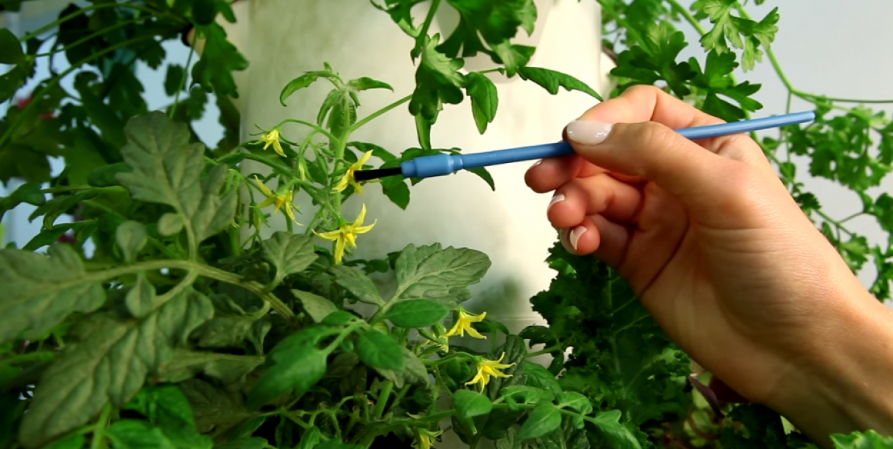 Pollinisation artificielle avec des tomates