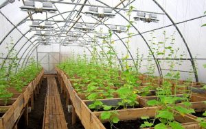 Chauffage de serre: types de chauffage, recommandations étape par étape pour organiser vos propres mains (20 Photos & Vidéos) + Avis