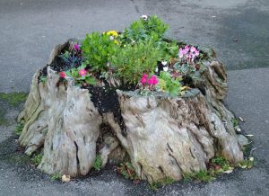 parterres de fleurs sur souches