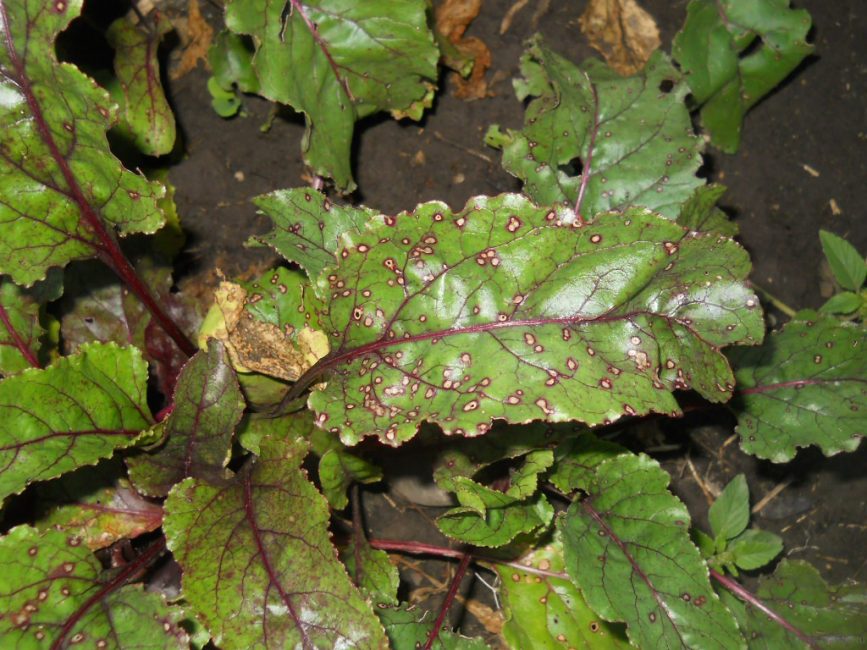 Cercosporose de la betterave