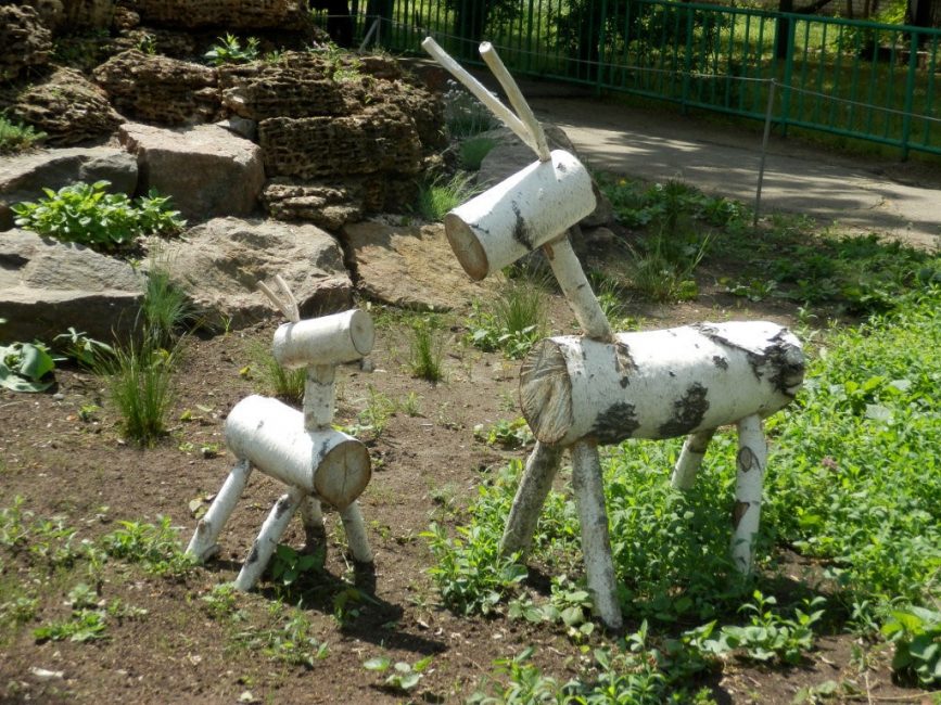 Chèvre de cales de bouleau