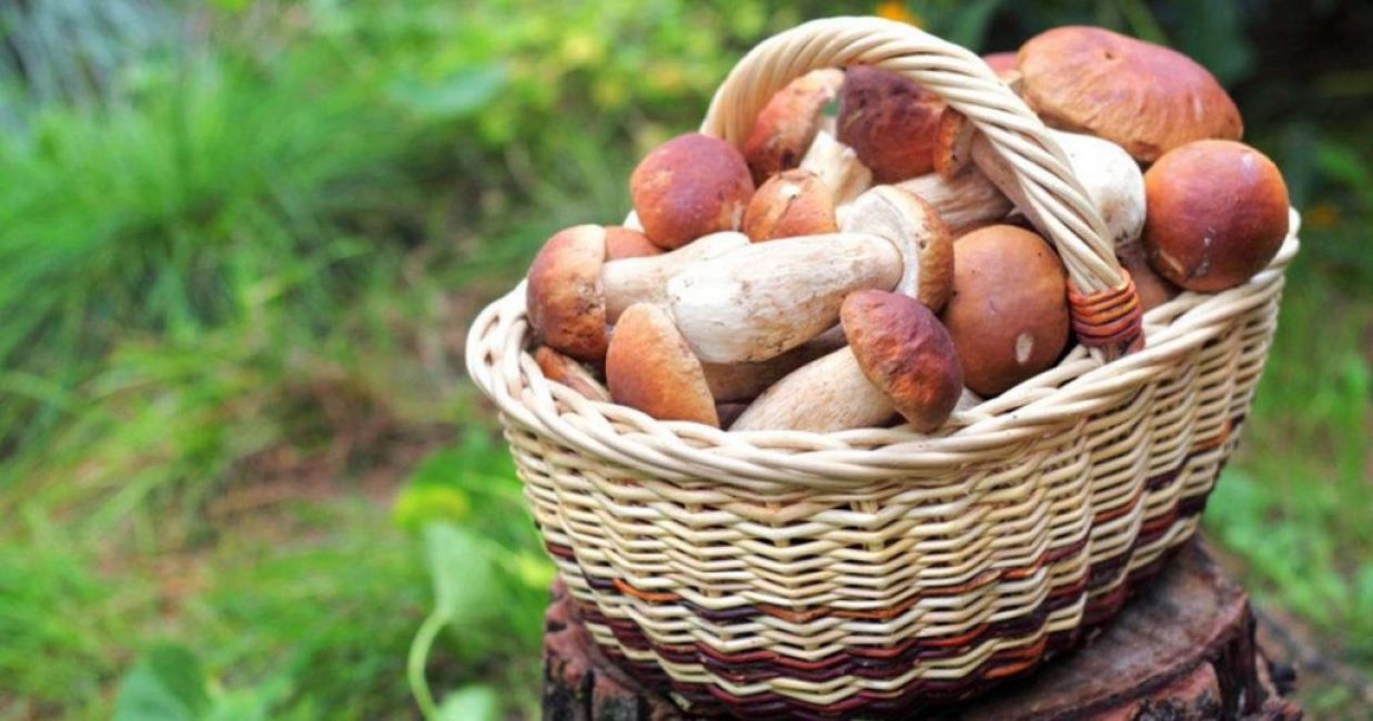 tout sur les champignons