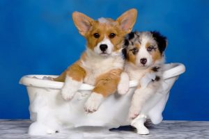 Le meilleur shampoing pour chien : TOP 20 des produits les plus populaires avec avantages et inconvénients + Avis