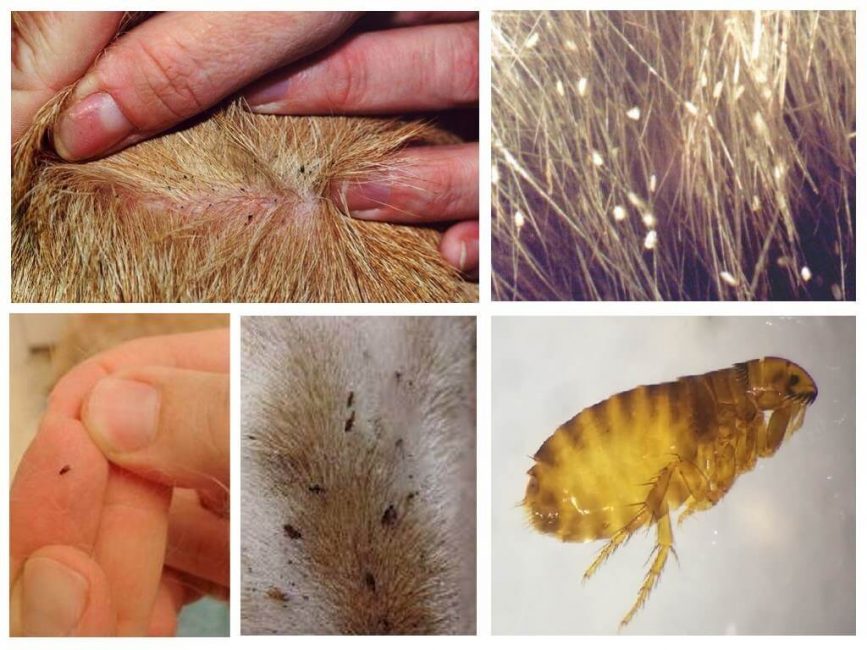 Les insectes causent d'incroyables souffrances aux animaux