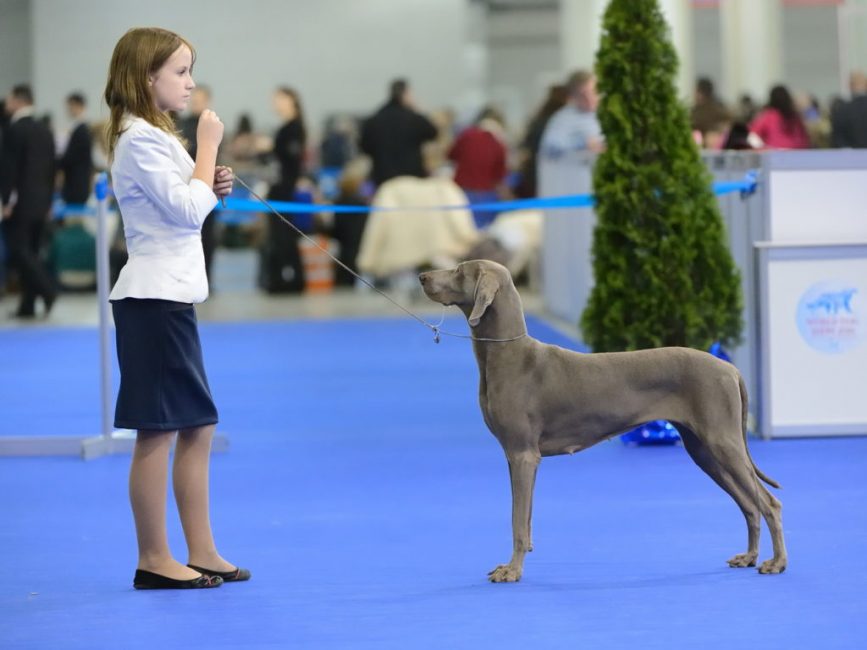 À l'exposition, l'animal doit être parfait