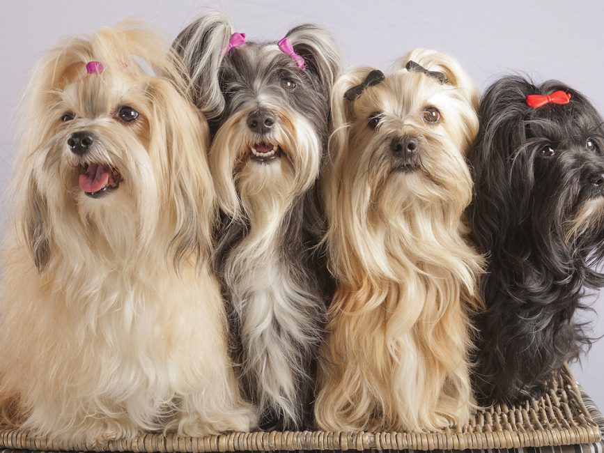 Un animal bien soigné ne peut être négligé