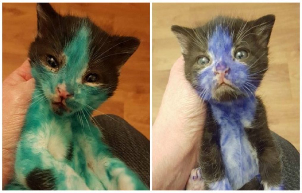 La créativité des enfants est difficile à laver la laine blanche