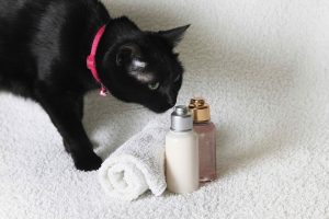 Choisir un shampoing pour chats et chats : TOP-10 des meilleurs produits, avantages, inconvénients et coût + avis