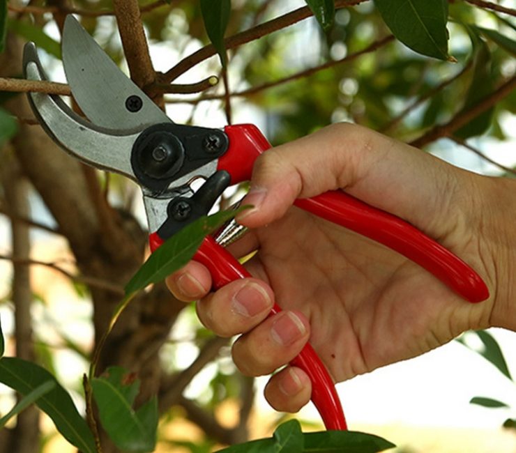 C'est très pratique si les sécateurs ont des poignées de couleurs vives, car les petits outils de jardin sont souvent perdus, et la couleur accrocheuse vous permet de les retrouver plus rapidement.