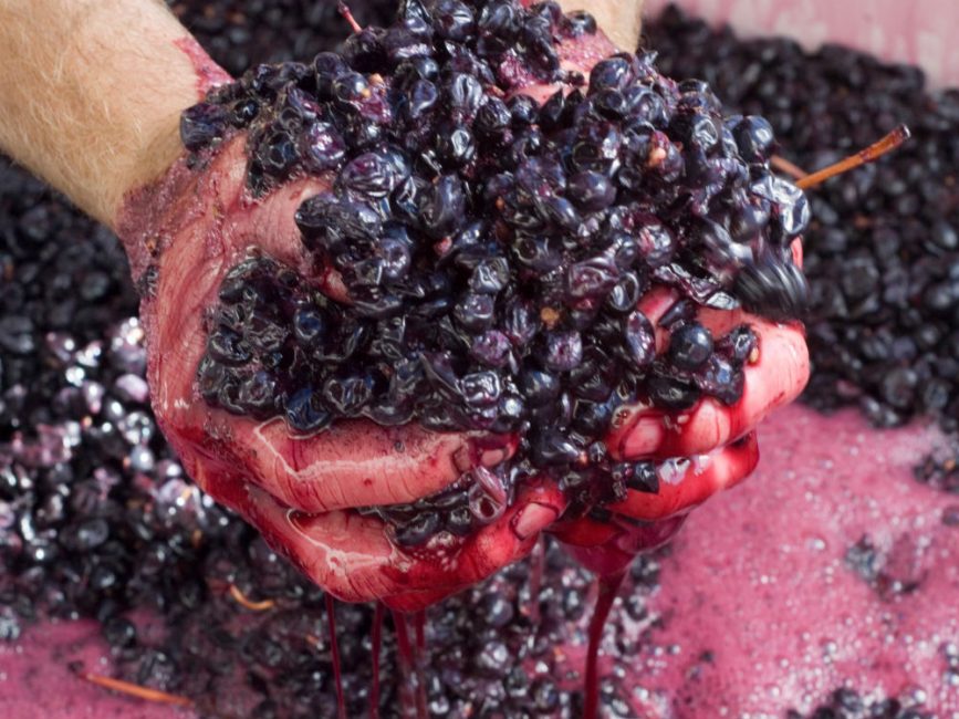 À partir du gâteau de raisin confit, vous pouvez faire une boisson légère et peu alcoolisée