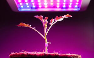 TOP 10 des meilleurs fitolamps pour la culture de semis et de plantes d