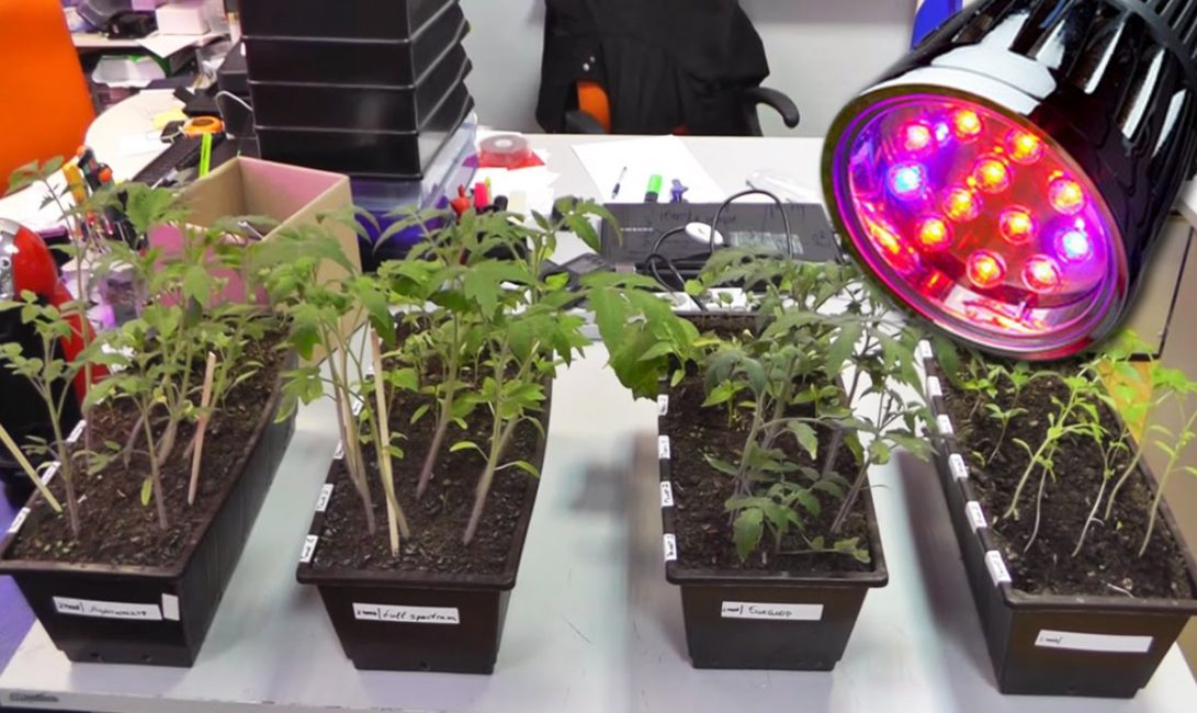 Il existe de nombreux critères pour choisir une phytolampe fiable, mais les principaux sont la puissance et le spectre