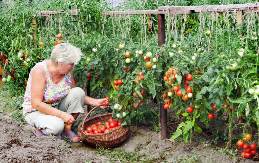 Tomates attachées dans le jardin