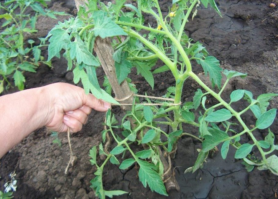 Attacher correctement un buisson à une cheville