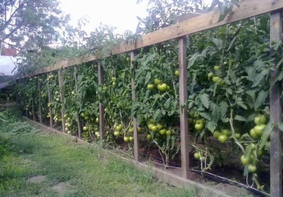 Attacher les tomates sur un treillis