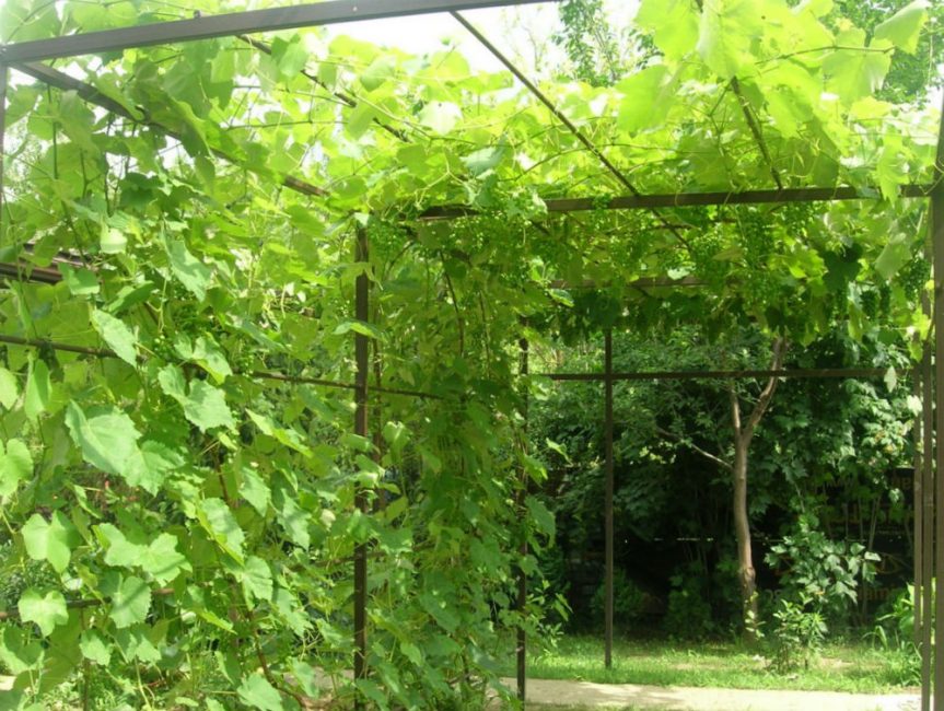 Raisin - une plante souple et bien courbée