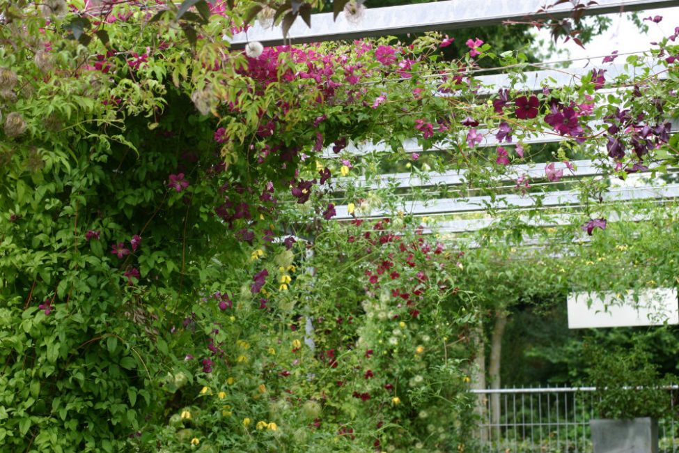 La clématite est une plante exigeante pour les conditions et les soins.