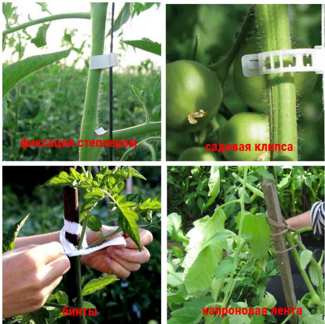 Comment attacher les tomates