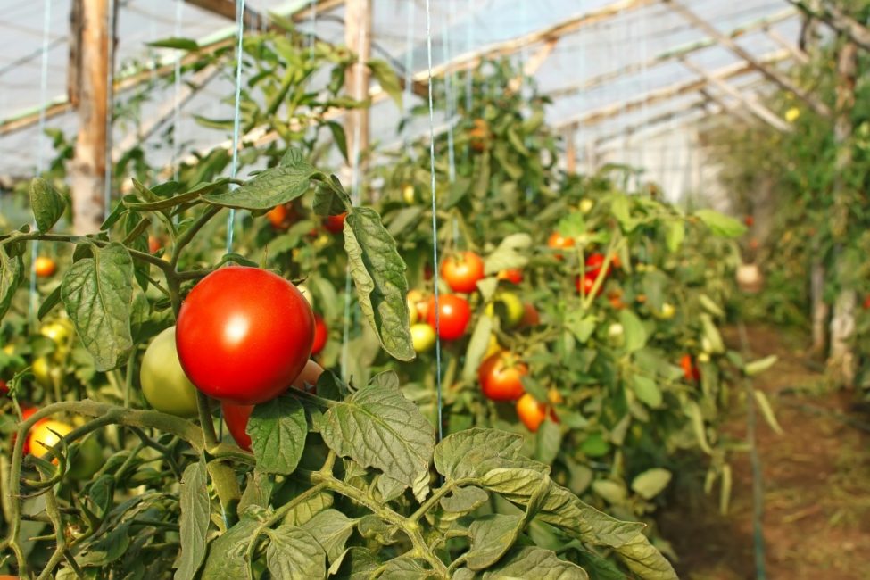 Jarretière de tomates en serre