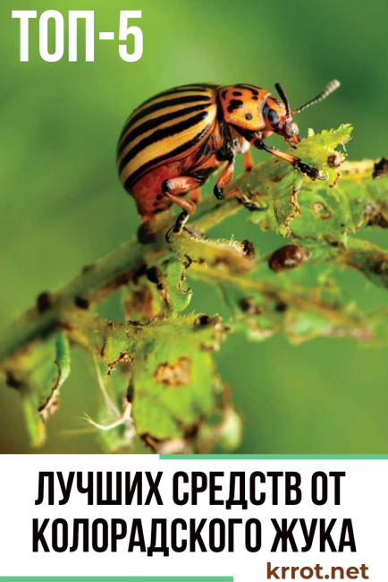 Coléoptère du Colorado