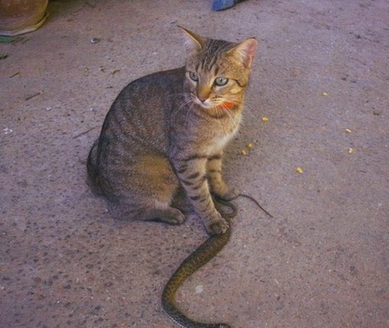 Le chat qui a attrapé le serpent